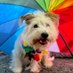 Asher (@lola_shihtzu) Twitter profile photo Asher (@lola_shihtzu) Twitter profile photo
