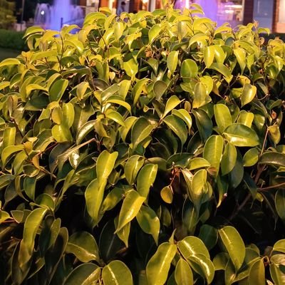 surajitmai62277's profile picture. 