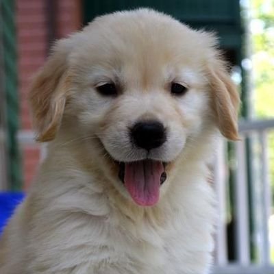 thepuppyvideo Profile Picture