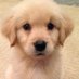 popular puppies (@thecutepuppyy) Twitter profile photo