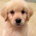 popular puppies (@thecutepuppyy) Twitter profile photo popular puppies (@thecutepuppyy) Twitter profile photo