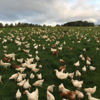 St Brides Poultry(@StBridesPoultry) 's Twitter Profile Photo