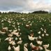 St Brides Poultry (@stbridespoultry) Twitter profile photo St Brides Poultry (@stbridespoultry) Twitter profile photo