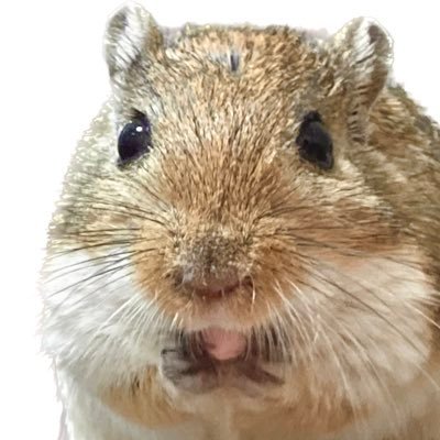 ジャイアントジャービル▶︎すいか♀めろん♀れたす♂/ヤワゲネズミ▶︎ラッシー♀/シマクサマウス▶︎タピ♀/お空のスナネズミの写真をたまに載せます🌈ねずみ中心に生き物系RT多め