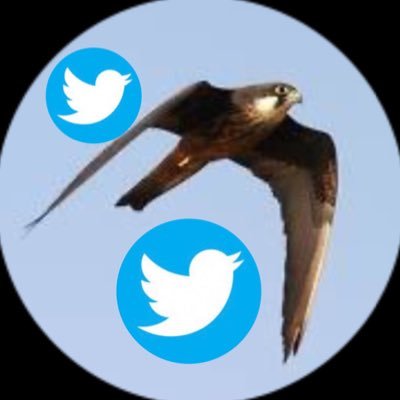 eleonorasfalcon Profile Picture