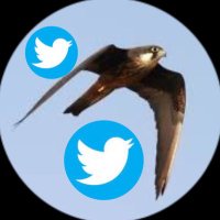 Sue🇮🇱💚🤍💜🏳️🌈Women, Life, Freedom (@eleonorasfalcon) 's Twitter Profile