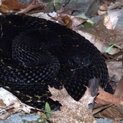 NotoriousRhg's profile picture. 