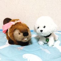 かしゃみー (@m429kamnos) 's Twitter Profile