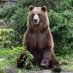 haltedbear (@haltedbear) Twitter profile photo haltedbear (@haltedbear) Twitter profile photo