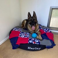 K9Harley1(@K9Harley1) 's Twitter Profile Photo