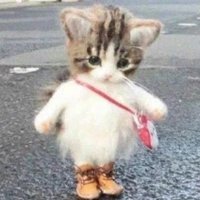 cheepie (@cheepieee) 's Twitter Profile