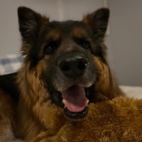 Dr. Steve Glassey PhD (@steveglassey) 's Twitter Profile