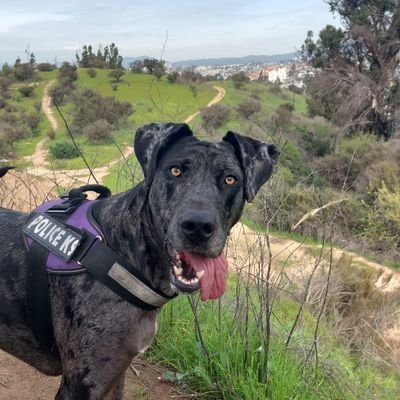 pepechenkko's profile picture. Todo es falso