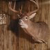 Rich R. (@whitetailpres) Twitter profile photo Rich R. (@whitetailpres) Twitter profile photo