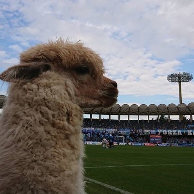 川崎フロンターレを応援してます🐬（2010～）
シーチケ休業中😴DAZN観戦組⚽

100年後も川崎フロンターレがありますように！😊

ひっそり南渇SCも気になりだしてる…

好物は川崎フロンターレ⚽/登里享平🌸/寄席/あとは🍖🍜🍰食べて🍻飲んで🍹ボゥ～としてる😊

ふわふわっと生きていくぅ～😊