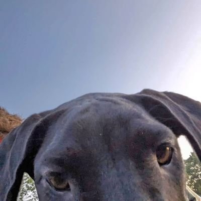 Anthonydix49's profile picture. hey what's up