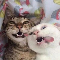 cute cats Tweets(@CatTalesDaily) 's Twitter Profile Photo