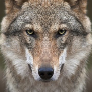 z_options11's profile picture. Equity Analyst / Investor / Portfolio Manager.                                            

All posts are opinion and NOT investment advice.