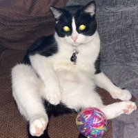 Kyler (THROWING DARTS) (@kyler360) 's Twitter Profile
