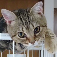 上田の魅力 (@joshokiryuu) 's Twitter Profile