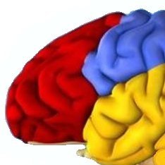 #Neurociencias - #Neurobiología. 💖
#Cerebro #Brain #Neuroscience #NeuroTwitter .
🧠Profesor de Neurociencias en Colombia.
La educación es poder.🧑‍🎓