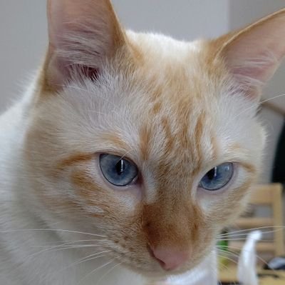 22.08鴉に襲われてる子猫を保護笹かま🐈もも♂ 23.10 愛護センターから サビ🐈⬛ミロ♀(5ヶ月)
FF挨拶/敬語/お返し等畏まったあれこれ不要です(^q^)
お休みの日はお休みします何言ってるのかわk