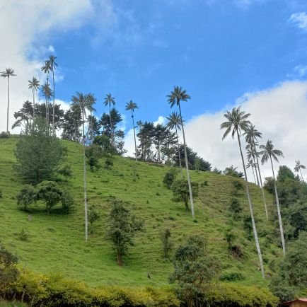 JorgeIvnR's profile picture. 