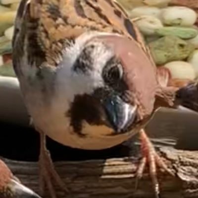 文鳥、すずめ、シジュウカラ（カラ系）野鳥大好きです！だいたいスズメ、たまに文鳥のポストします🐤無言フォロー、repost歓迎 バードフィーダーでの動画をYouTubeにあげています