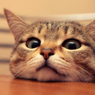 fu_jiasheng's profile picture. Felix