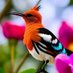 The world of birds and flowers (@LanVTh1651219) Twitter profile photo