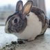 Bunwich🐇🥪 (@tastybunwich) Twitter profile photo Bunwich🐇🥪 (@tastybunwich) Twitter profile photo