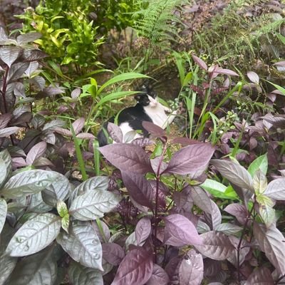 makyeh_beruk's profile picture. 