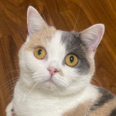 yamami333's profile picture. 