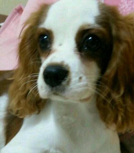 arare2525mama's profile picture. 14歳の #キャバリア あられとスローでイージーな暮らしを大切に美味しいものと好きなお酒で笑顔になってるママちゃんです😊時々#ダイエットにも励むよ❤️ 最近 #ピアノ にハマり中😊jazzピア二スト ジェイコブコーラーさんみたいに弾ける日を夢見て🎹いつになることやら😆