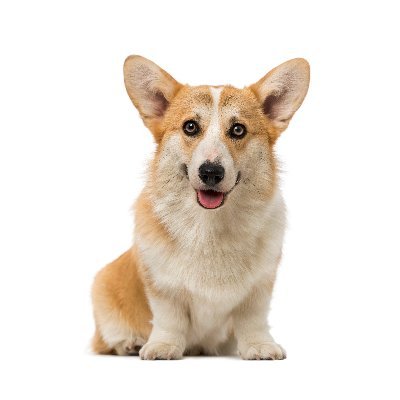 CorgidogsLovers Profile Picture