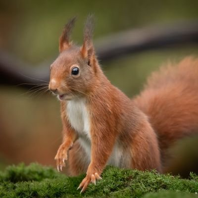 Squirrel lovers community.🐿️
Daily Post Photos & Videos.🎬🐿️
Follow,turn on post notifications for Daily Contents🔔