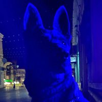King George (@bulgeorgi) 's Twitter Profile