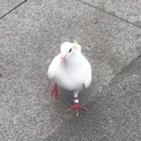 烧鸭 (@namoki88) 's Twitter Profile