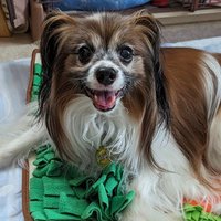 おっさん犬（史哉🐾） (@sc1phpo4zzkc0va) Twitter profile photo