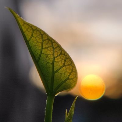 Mnishsingh18's profile picture. !! यद् भावं तद् भवति!!