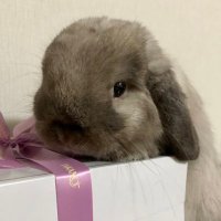 奏🐰 (@kanade_waltz) 's Twitter Profile