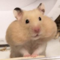 𝑛𝑒𝑛 (@myhanbin__) 's Twitter Profile Photo