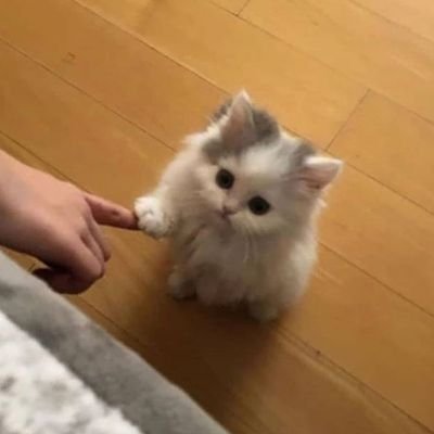monjaさんのプロフィール画像
