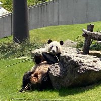 ぱんだまま(元ちびたんまま) (@10w1110533) 's Twitter Profile Photo