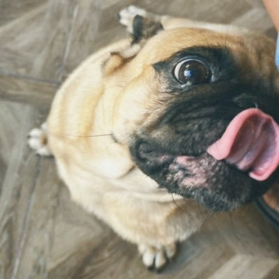 flyingTabanog's profile picture. (ノ°∀°)ノ⌒･*:.｡. .｡.:*･゜ﾟ･*☆