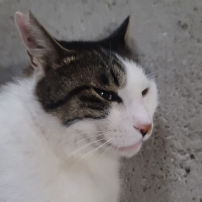 相墨さんのプロフィール画像