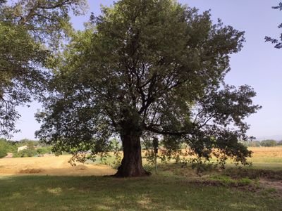 No hi ha camí per la pau! 
La pau es el camí!