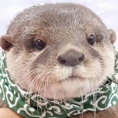 ohky0809's profile picture. QuizKnockのひがしきょうだいが好きです！アニメや漫画も好きで、なにわ男子の大橋くんを推してます

Orangestar　カワウソ　東兄弟
#大橋和也　#なにわ男子