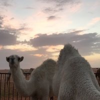 سالب بدوي مشعر (@salbb39) Twitter profile photo