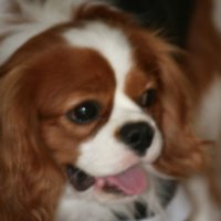 Biaginski (@robertamal7089) 's Twitter Profile